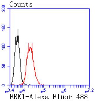 Anti-MAPK3 Antibody (1K596)