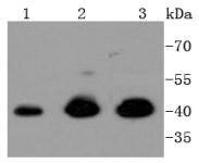 Anti-MAPK3 Antibody (7L727)