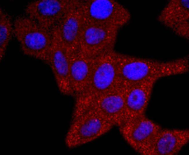 Anti-ERCC1 Antibody (7K54)