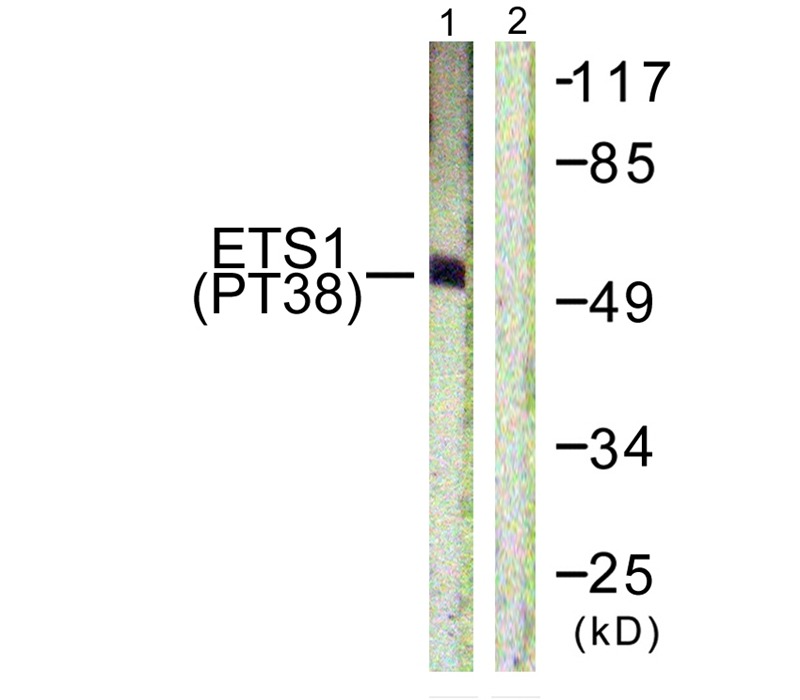 Anti-Phospho-ETS1 (Thr38) Polyclonal Antibody