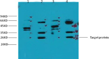 Anti-ERCC1 Antibody (9Q670)
