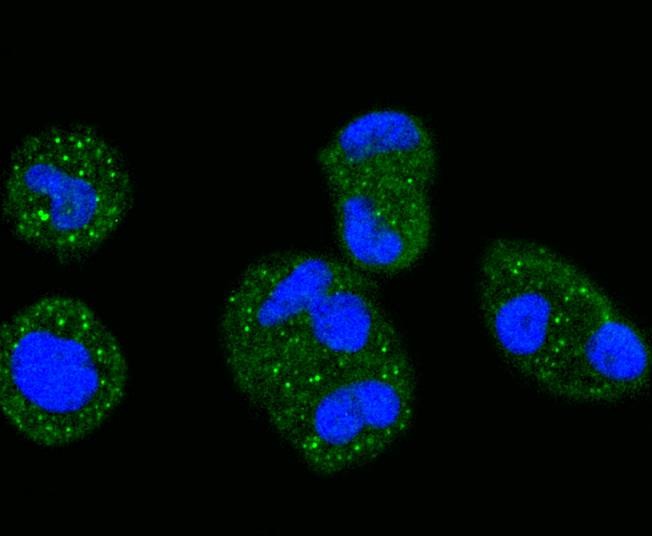 Anti-MAPK3 Antibody (7L727)