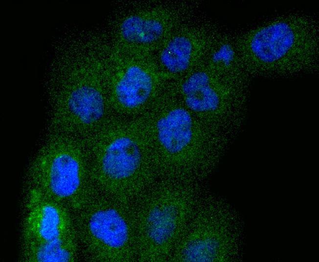 Anti-MAPK3 Antibody (7L727)