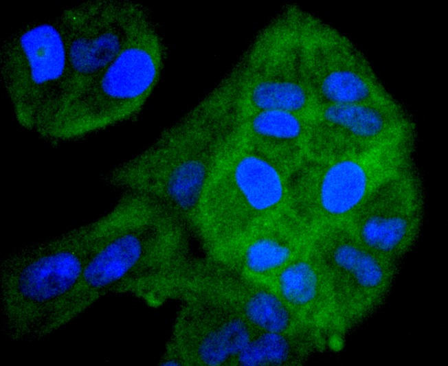 Anti-MAPK3 Antibody (1K596)