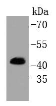 Anti-MAPK3 Antibody (6G827)