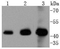 Anti-MAPK3 Antibody (1K596)