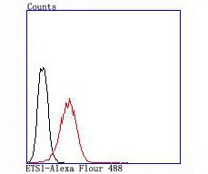 Anti-ETS1 Antibody (8Q20)