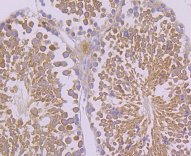 Anti-FAAH Antibody (9Q327)