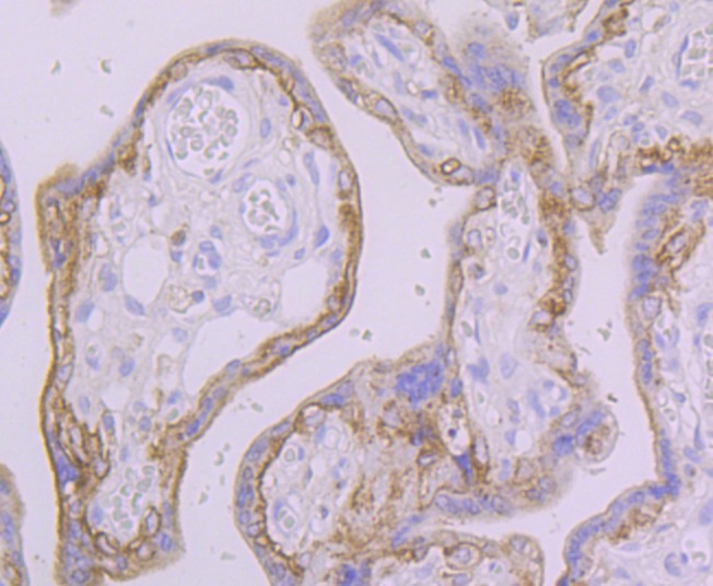 Anti-FAAH Antibody (9Q327)