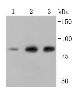 Anti-Ezrin Antibody (7A973)