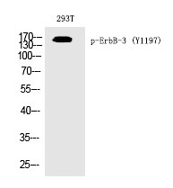 Anti-Phospho-HER3/ERBB3 (Tyr1197) Polyclonal Antibody