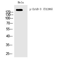 Anti-Phospho-HER3/ERBB3 (Tyr1289) Polyclonal Antibody
