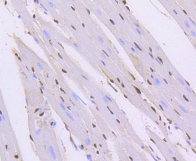 Anti-ERG Antibody (2Q359)