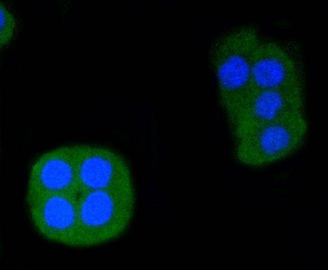 Anti-ERG Antibody (2Q359)