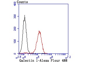 Anti-LGALS1 Antibody (2V443)