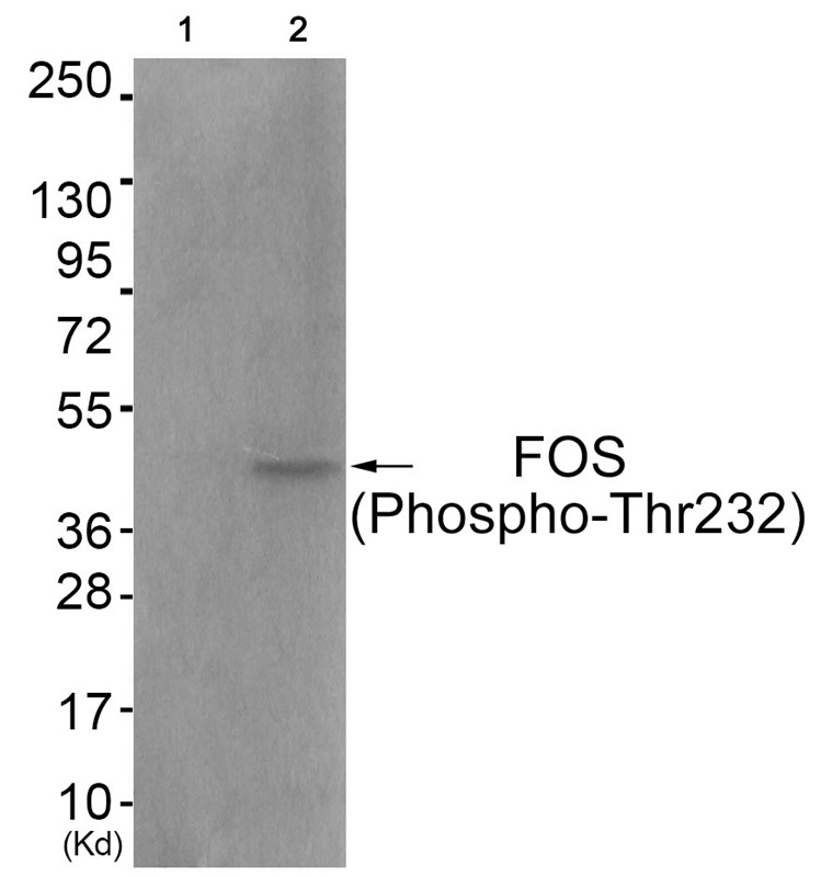 Anti-Phospho-FOS (Thr232) Polyclonal Antibody