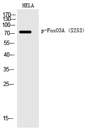 Anti-Phospho-FOXO3 (Ser253) Polyclonal Antibody