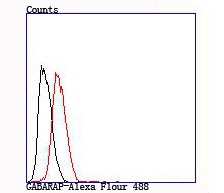 Anti-GABARAP Antibody (1D418)