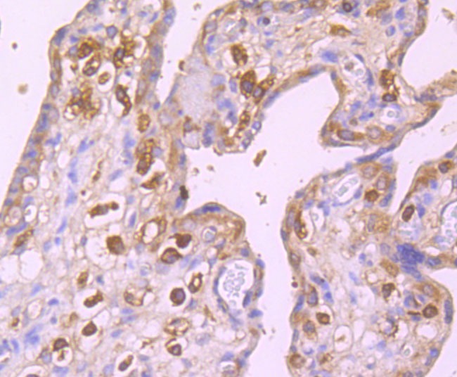 Anti-GABARAP Antibody (1D418)
