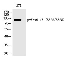 Anti-Phospho-FOXO1 (Ser322, 325) Polyclonal Antibody