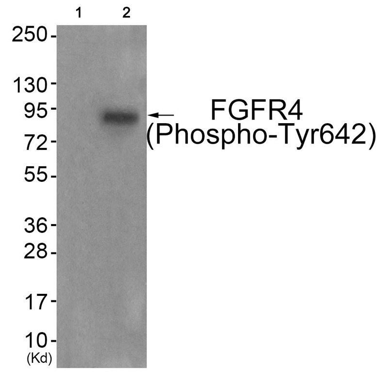 Anti-Phospho-FGFR4 (Tyr642) Polyclonal Antibody