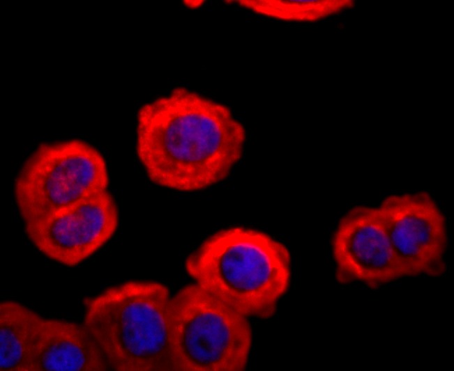 Anti-FGFR3 Antibody (7I878)