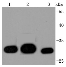 Anti-LGALS3 Antibody (1Z486)