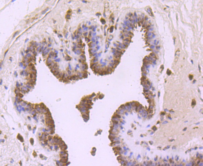Anti-FGFR3 Antibody (7I878)