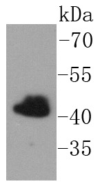 Anti-FNTB Antibody (1O812)