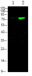 Anti-Phospho-FOXO3 (Ser644) Polyclonal Antibody