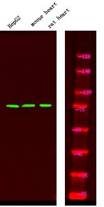Anti-Phospho-FKHR (Ser249) Polyclonal Antibody