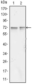 Anti-FMR1 Antibody (7X357)