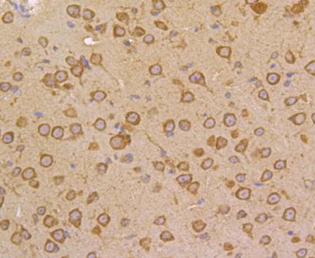 Anti-FKBP4 Antibody (1H771)