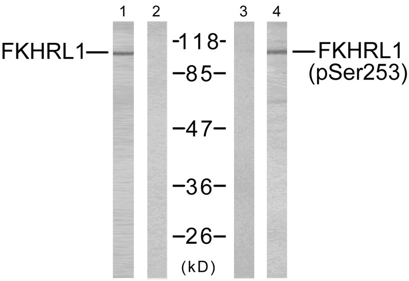 Anti-Phospho-FOXO3 (Ser253) Polyclonal Antibody 2