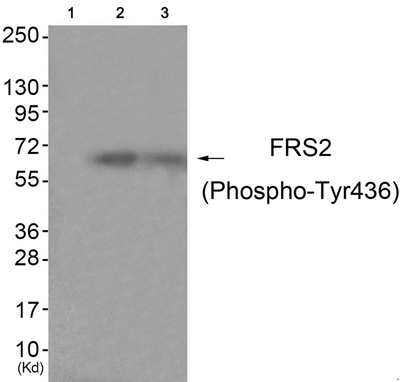 Anti-Phospho-FRS2 (Tyr436) Polyclonal Antibody