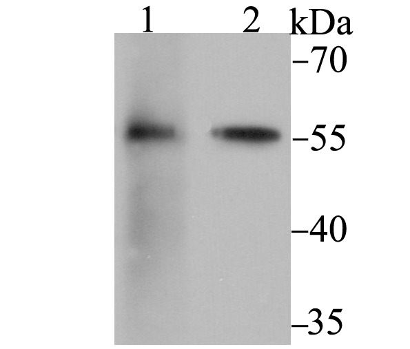 Anti-FKBP4 Antibody (1H771)