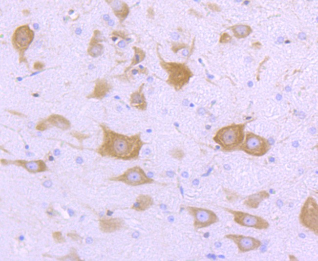 Anti-FMR1 Antibody (9X925)