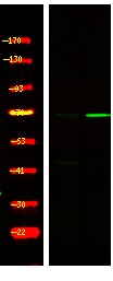 Anti-Phospho-FOXO3 (Ser321) Polyclonal Antibody