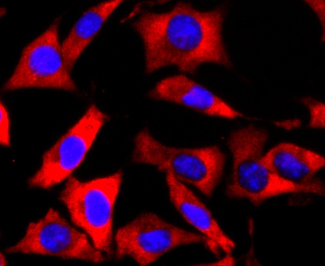 Anti-FMR1 Antibody (9X925)