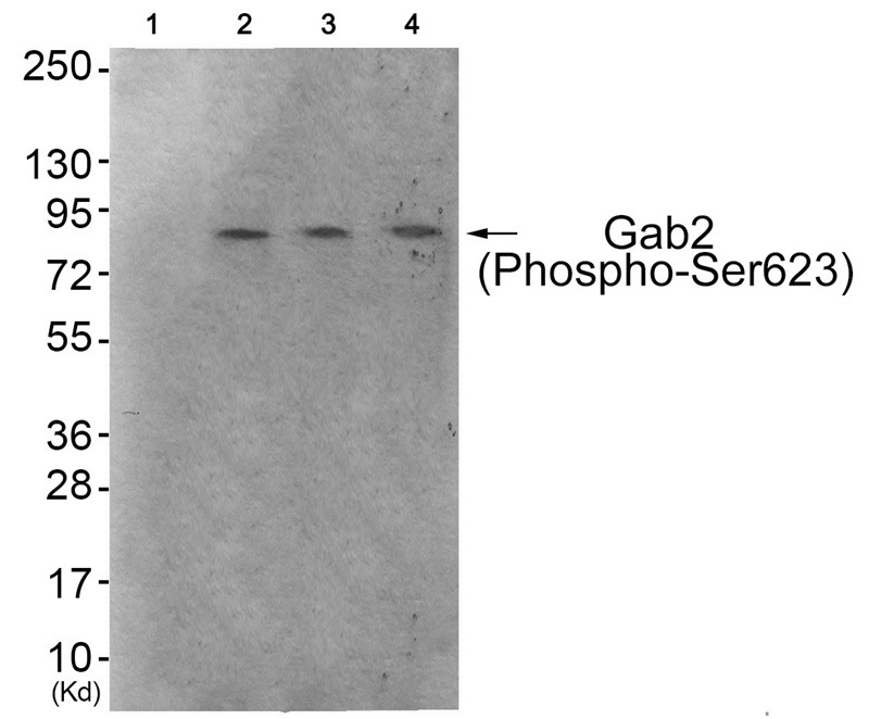 Anti-Phospho-GAB2 (Ser623) Polyclonal Antibody