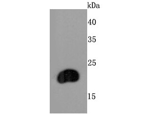 Anti-FGF-21 Antibody (3Q948)