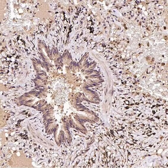 Anti-FOXP3 Antibody (9K907)