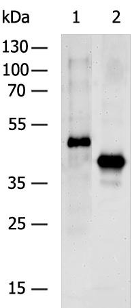Anti-Flag Tag Polyclonal Antibody