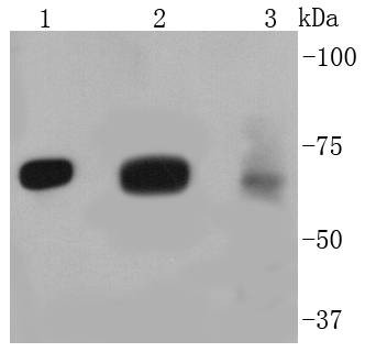 Anti-FOXO3 Antibody (6R502)