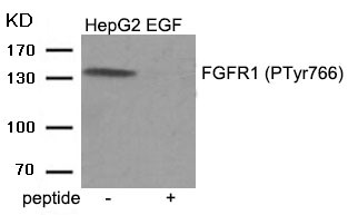 Anti-Phospho-FGFR1 (Tyr766) Polyclonal Antibody 2