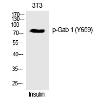Anti-Phospho-GAB1 (Tyr659) Polyclonal Antibody