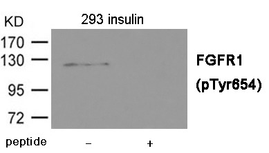 Anti-Phospho-FGFR1 (Tyr654) Polyclonal Antibody 2