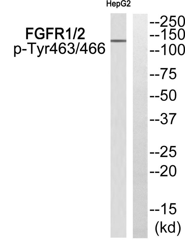 Anti-Phospho-FGFR1/2 (Tyr463/466) Polyclonal Antibody