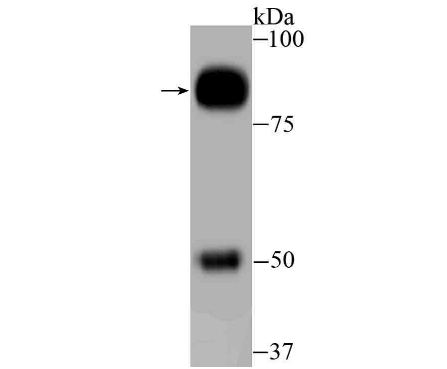 Anti-GAB1 Antibody (4I330)