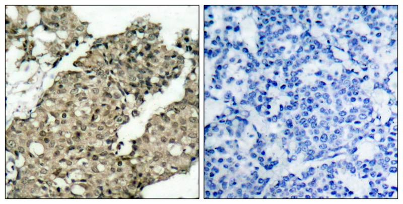 Anti-Phospho-G3BP1 (Ser232) Polyclonal Antibody
